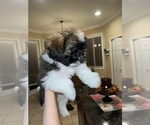 Small Photo #3 Shih Tzu Puppy For Sale in LUTZ, FL, USA