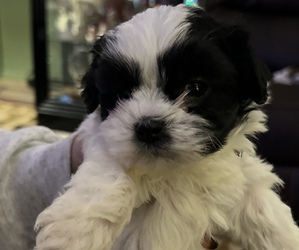 Bichon Frise-Cavachon Mix Puppy for sale in WARREN, MI, USA