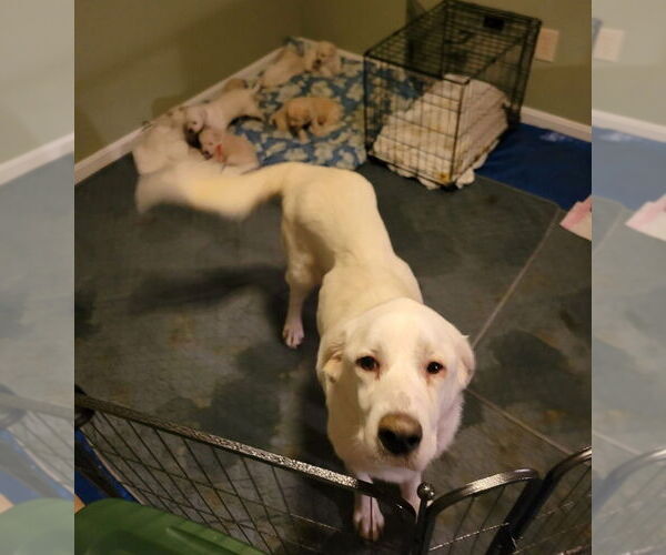 Medium Photo #2 Great Pyrenees-Unknown Mix Puppy For Sale in Aurora, IN, USA