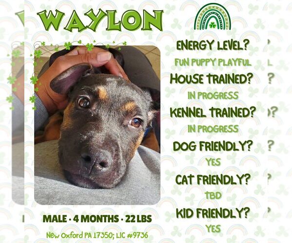 Medium Photo #2 Doberman Pinscher-Unknown Mix Puppy For Sale in New Oxford , PA, USA