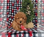 Small Photo #6 Poodle (Miniature) Puppy For Sale in LEOLA, PA, USA