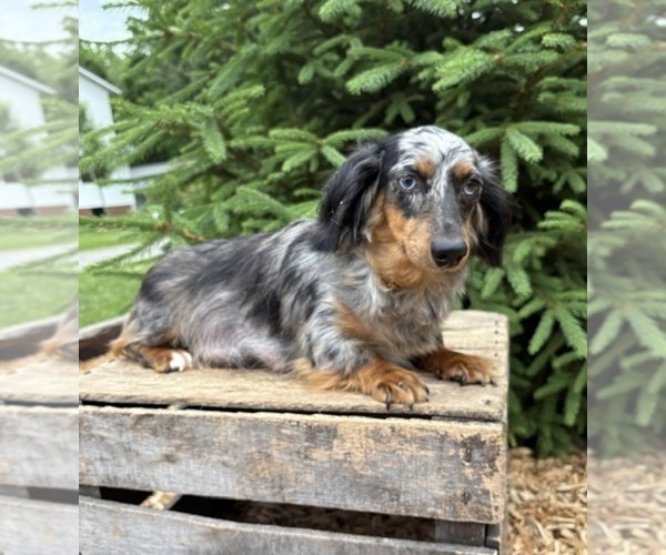 Medium Photo #1 Dachshund Puppy For Sale in MIDDLEBURY, IN, USA
