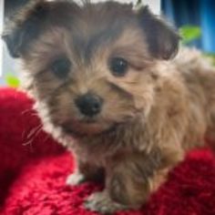 Morkie Puppy for sale in KENT, OH, USA