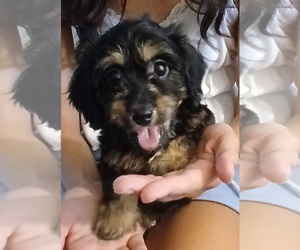 Doxiepoo (Miniature) Puppy for Sale in BURLINGTON, Massachusetts USA