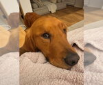 Small #1 Golden Retriever