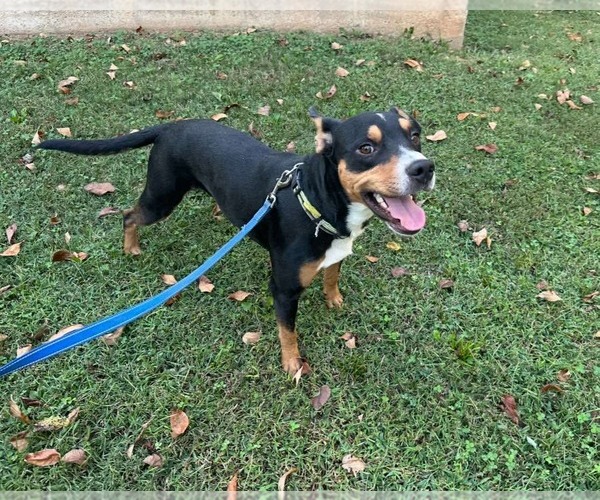 Medium Photo #2 Mutt Puppy For Sale in Westwood, NJ, USA