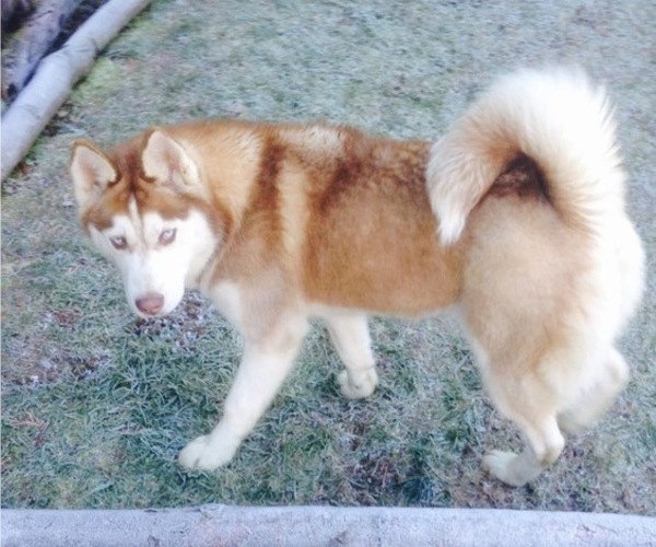 Medium Photo #1 Siberian Husky Puppy For Sale in KELSO, WA, USA