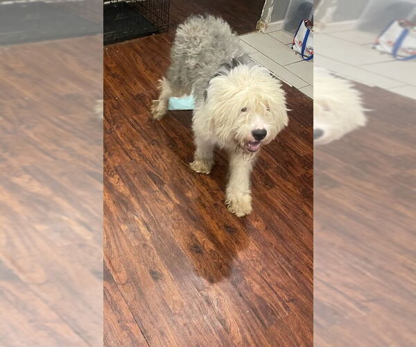 Medium Photo #3 Old English Sheepdog Puppy For Sale in Tenafly, NJ, USA