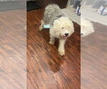 Small #2 Old English Sheepdog
