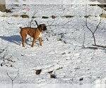 Small Photo #14 Boxer Puppy For Sale in DERBY, CT, USA