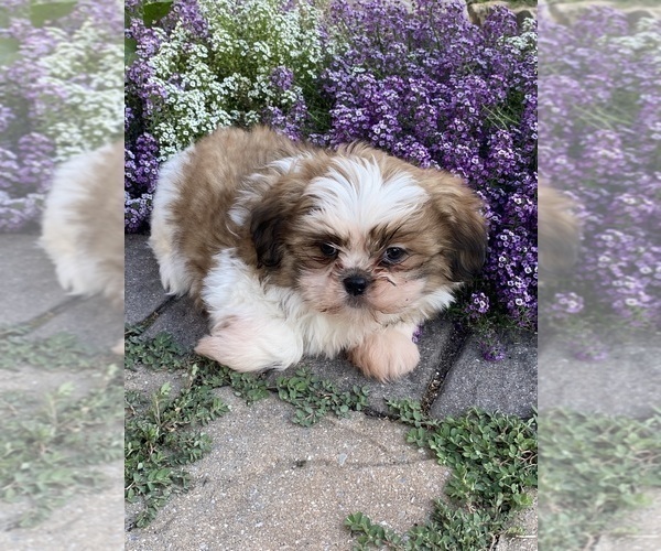 Medium Photo #2 Shih Tzu Puppy For Sale in CANOGA, NY, USA
