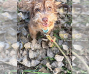 Simba - Male Mutt Dog for Adoption - Photo #3