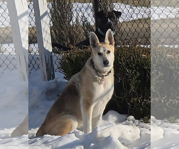 Medium Photo #2 Mutt Puppy For Sale in Germantown, OH, USA