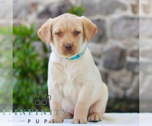 Labrador Retriever Puppy for sale in MORGANTOWN, PA, USA