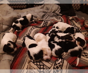 Basset Hound Puppy for sale in EXETER, NE, USA