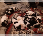 Small Photo #1 Basset Hound Puppy For Sale in EXETER, NE, USA