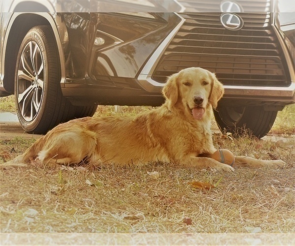 Medium Photo #23 Golden Retriever Puppy For Sale in SANFORD, NC, USA