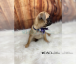 Small Photo #10 Pug Puppy For Sale in RIPLEY, MS, USA