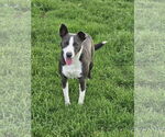 Small #1 Border Collie Mix