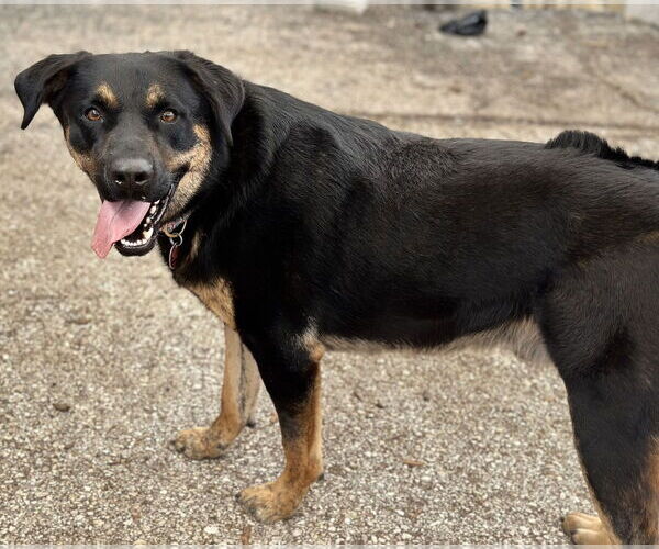 Medium Photo #4 Rottweiler-Unknown Mix Puppy For Sale in Houston, TX, USA