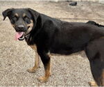 Small #3 Rottweiler Mix