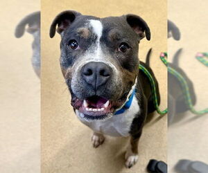 American Pit Bull Terrier Dogs for adoption in Derwood, MD, USA