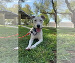 Small #6 Labrador Retriever Mix