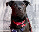 Small #12 Labrador Retriever Mix