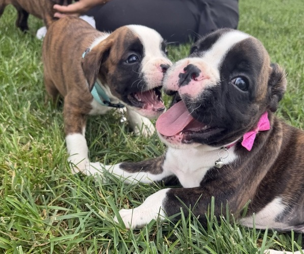 Medium Photo #17 Boxer Puppy For Sale in LONG BEACH, CA, USA