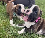 Small #16 Boxer