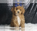 Puppy Button AKC Poodle (Miniature)