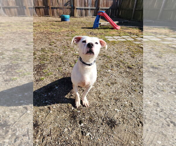 Medium Photo #2 Labrador Retriever-Unknown Mix Puppy For Sale in Evansville, IN, USA