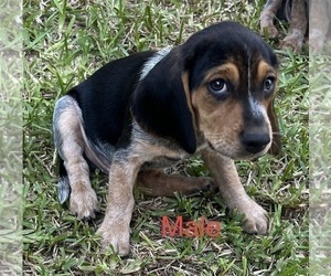 Bagle Hound Puppy for sale in BUSHNELL, FL, USA