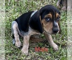 Small Photo #1 Bagle Hound Puppy For Sale in BUSHNELL, FL, USA