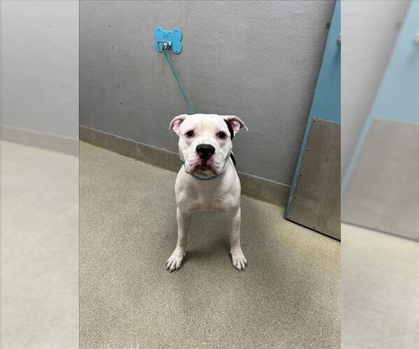 Medium Photo #1 Mutt Puppy For Sale in Las Vegas, NV, USA