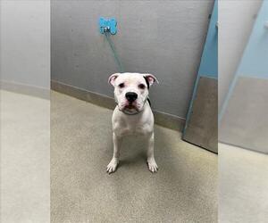 Mutt Dogs for adoption in Las Vegas, NV, USA