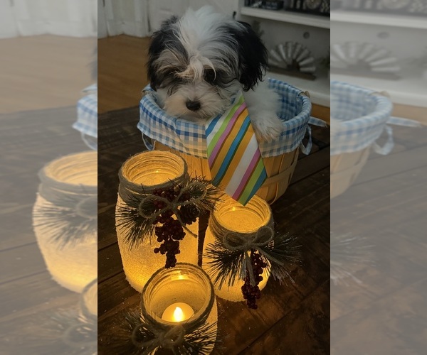 Medium Photo #37 Shih-Poo Puppy For Sale in DINWIDDIE, VA, USA