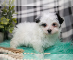 Small #1 Maltipoo