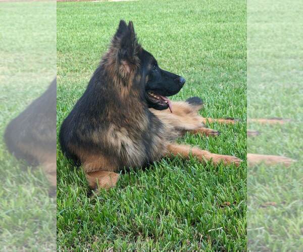 Medium Photo #1 German Shepherd Dog Puppy For Sale in HESPERIA, CA, USA