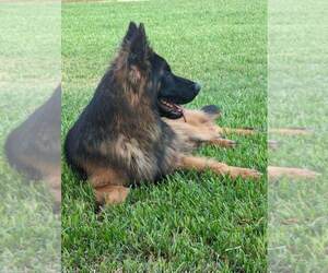 Father of the German Shepherd Dog puppies born on 10/24/2024