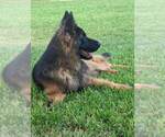 Small Photo #1 German Shepherd Dog Puppy For Sale in HESPERIA, CA, USA