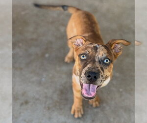 Black Mouth Cur-Catahoula Leopard Dog Mix Dogs for adoption in Phoenix, AZ, USA