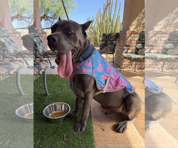 Medium Photo #6 Mutt Puppy For Sale in Goodyear, AZ, USA