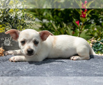 Small #1 Chihuahua
