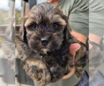 Small #3 ShihPoo
