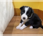 Small Photo #41 Border Collie Puppy For Sale in KANSAS CITY, MO, USA