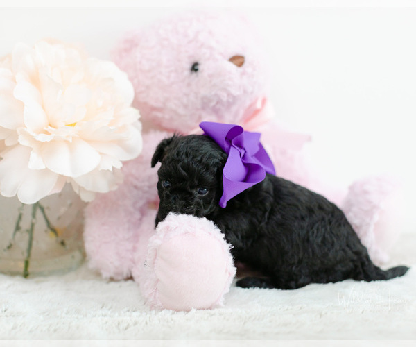 Medium Photo #3 Pomeranian-Poodle (Toy) Mix Puppy For Sale in LITTLE ROCK, AR, USA