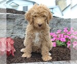 Small Photo #6 Goldendoodle-Poodle (Standard) Mix Puppy For Sale in HONEY BROOK, PA, USA