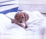 Small #1 Cavalier King Charles Spaniel