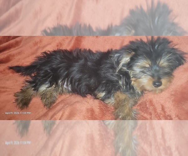 Medium Photo #11 Yorkshire Terrier Puppy For Sale in AKRON, OH, USA